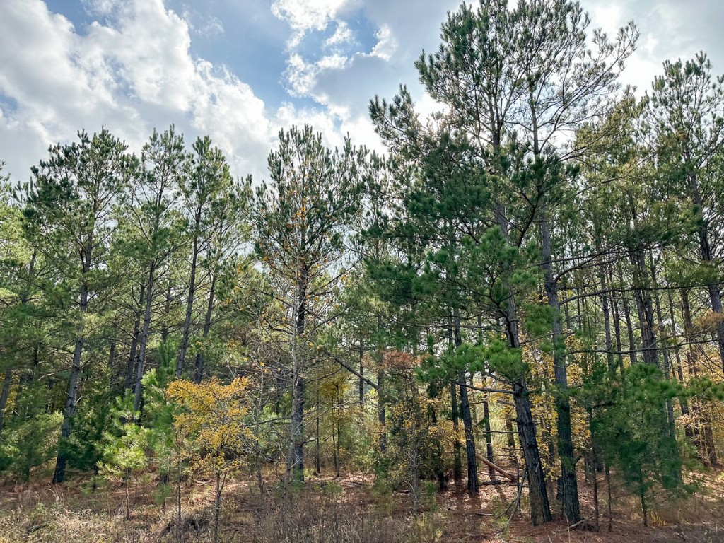 000 Cr 2115 Hughes Springs TX 75656