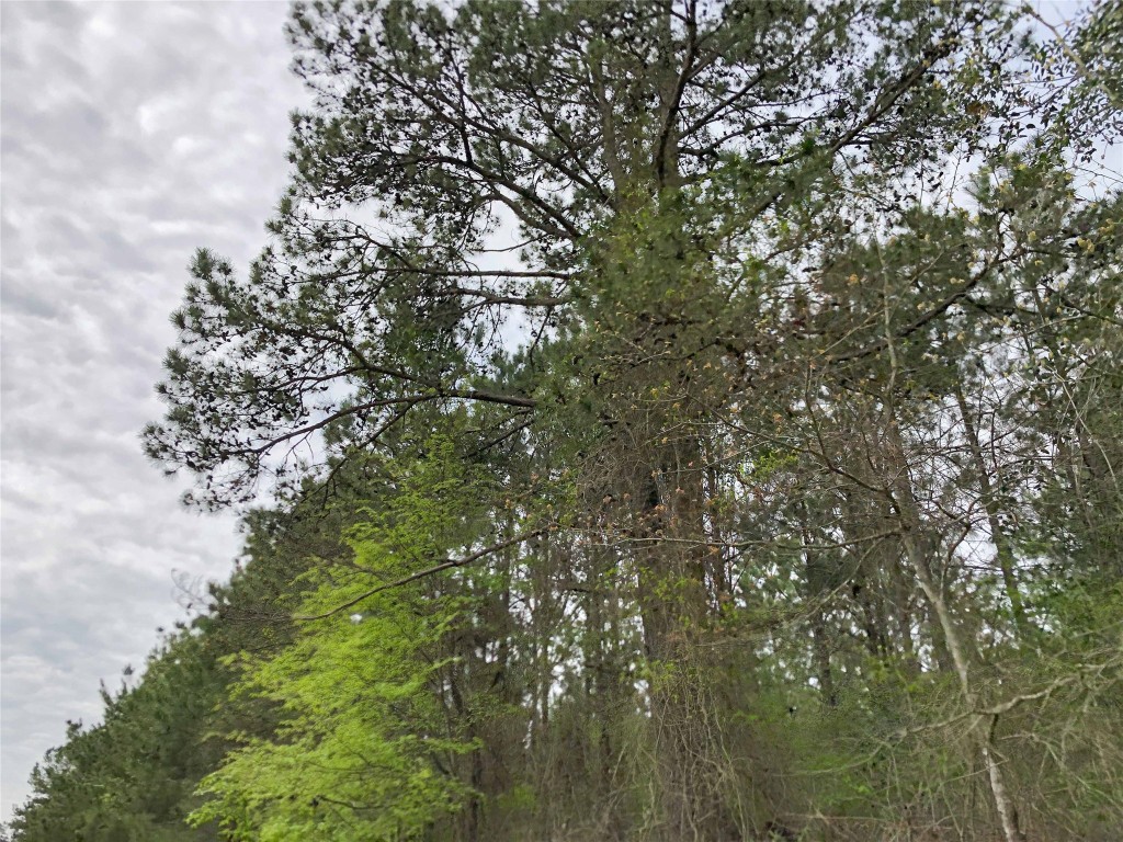 000 Cr 2115 Hughes Springs TX 75656