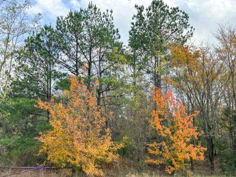 0 Cr 2115 Hughes Springs TX 75656