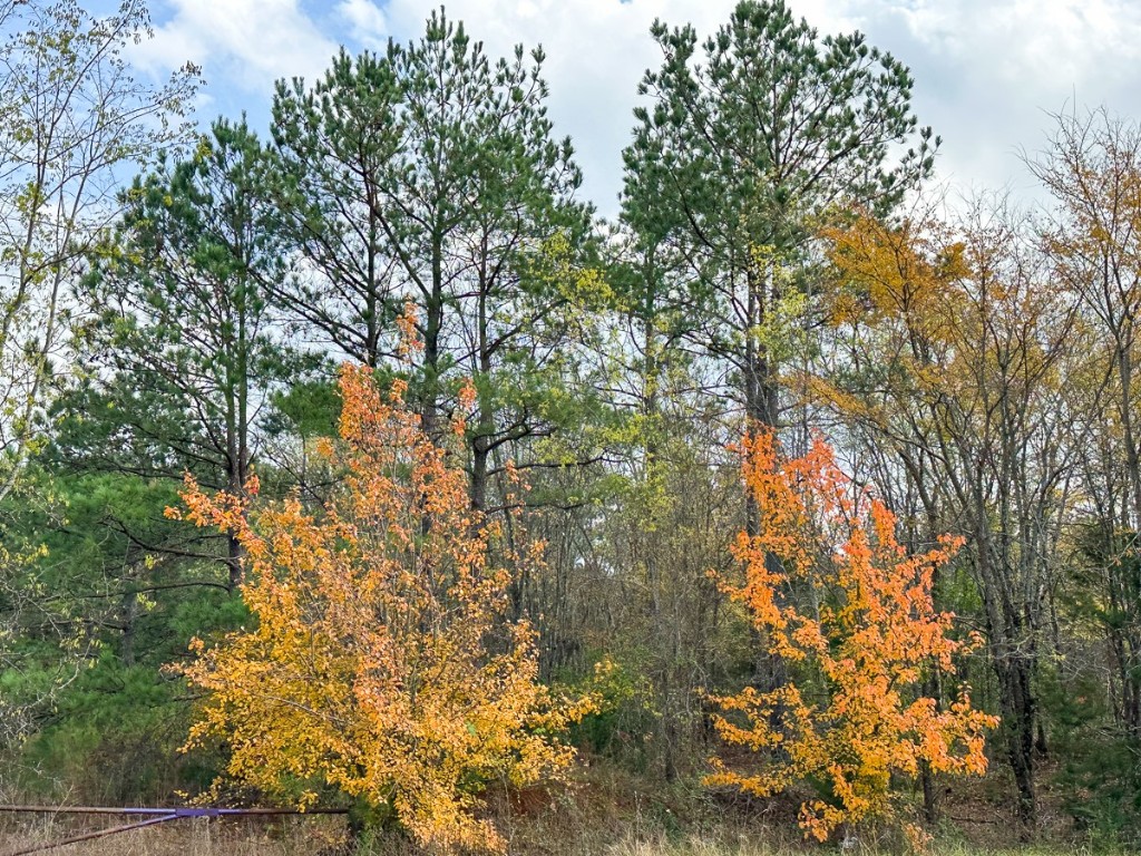 000 Cr 2115 Hughes Springs TX 75656