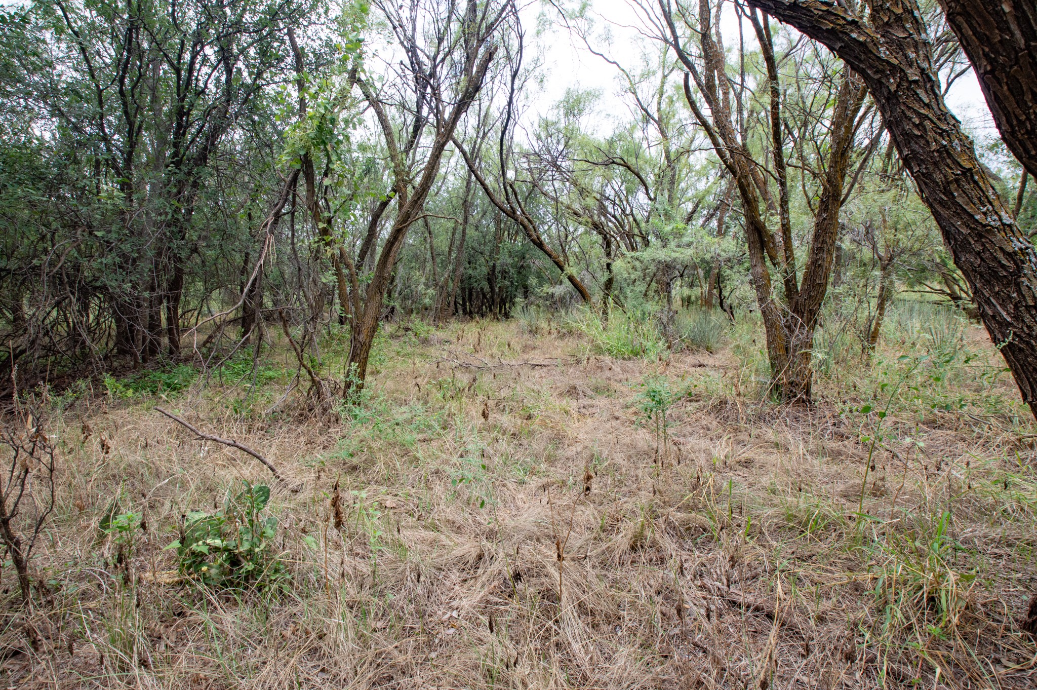 3108 Cr 125 Colorado City TX 79512