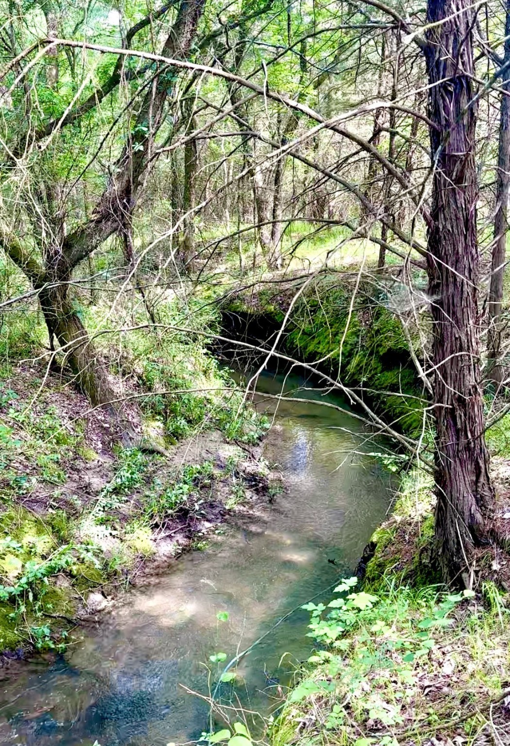 Lot #7 Rs County Road 1150 Emory TX 75440