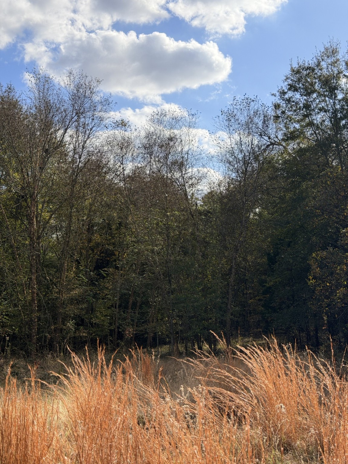 Lot #7 Rs County Road 1150 Emory TX 75440