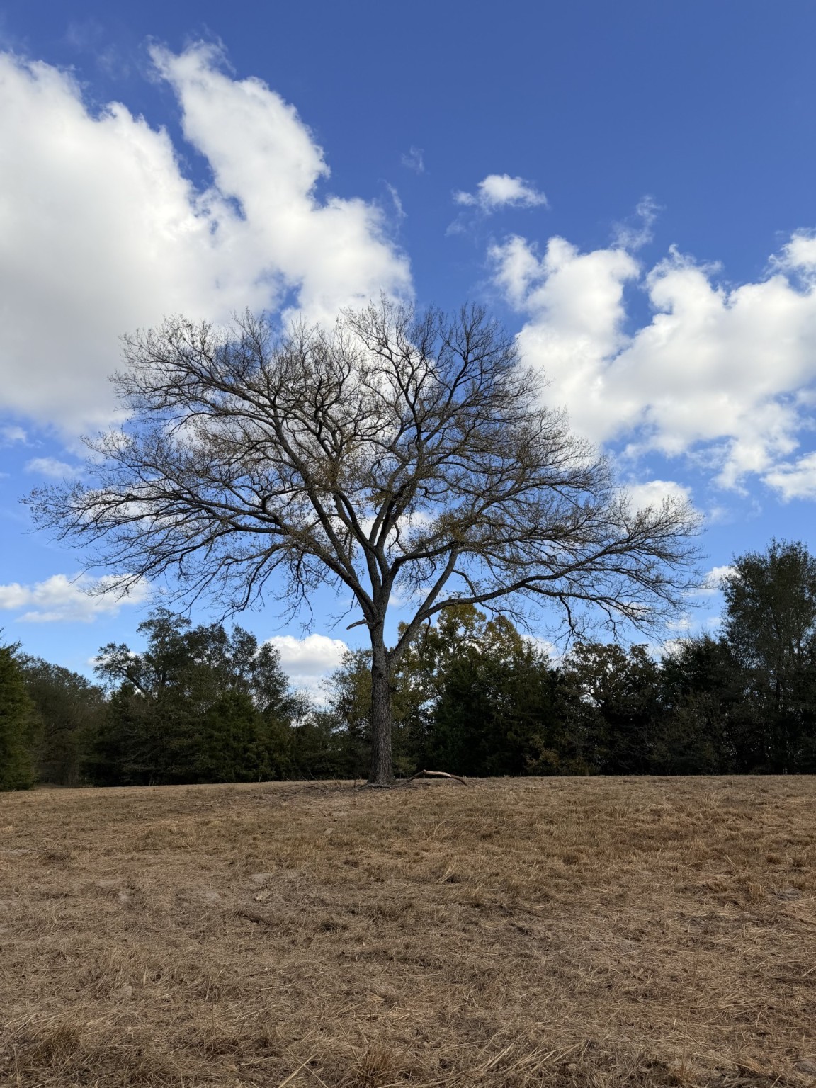 Lot #7 Rs County Road 1150 Emory TX 75440