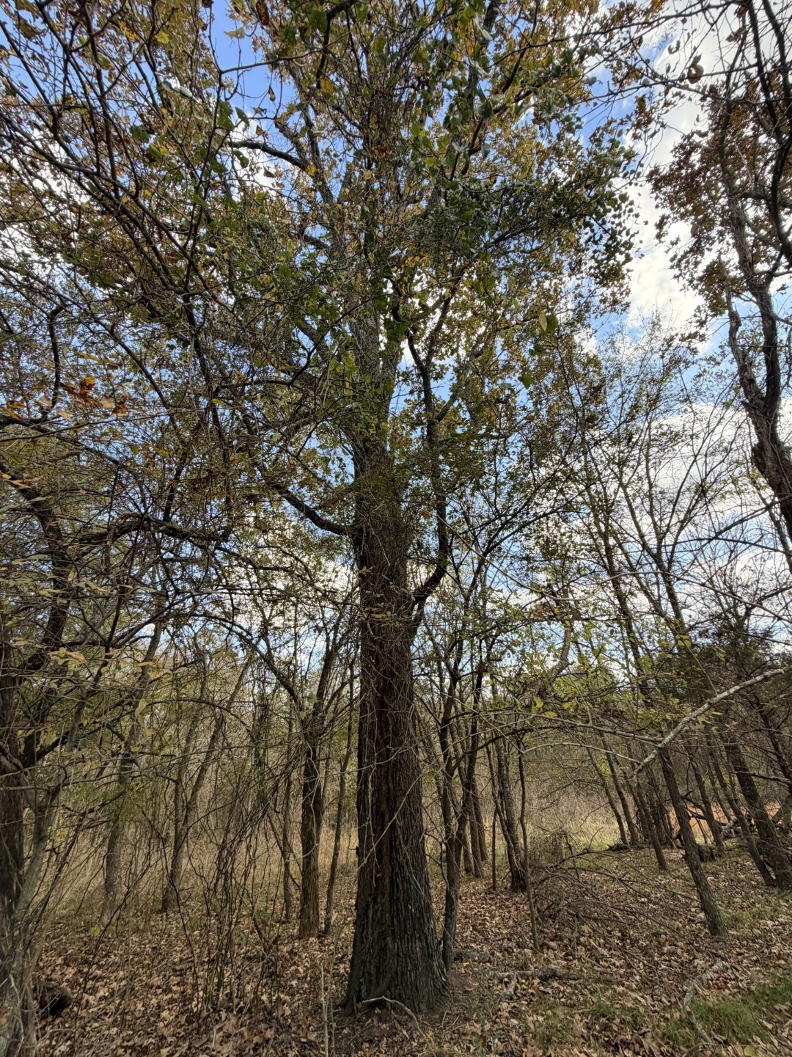 Lot #7 Rs County Road 1150 Emory TX 75440