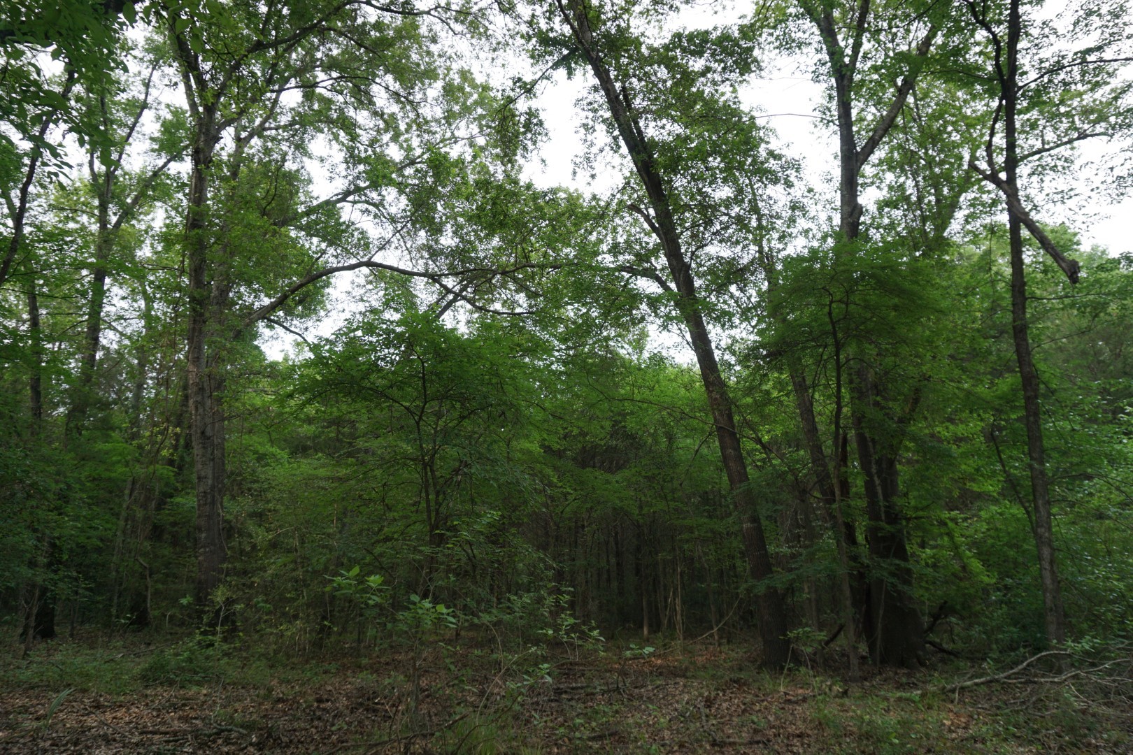 Tbd County Road 1200 Malakoff TX 75148