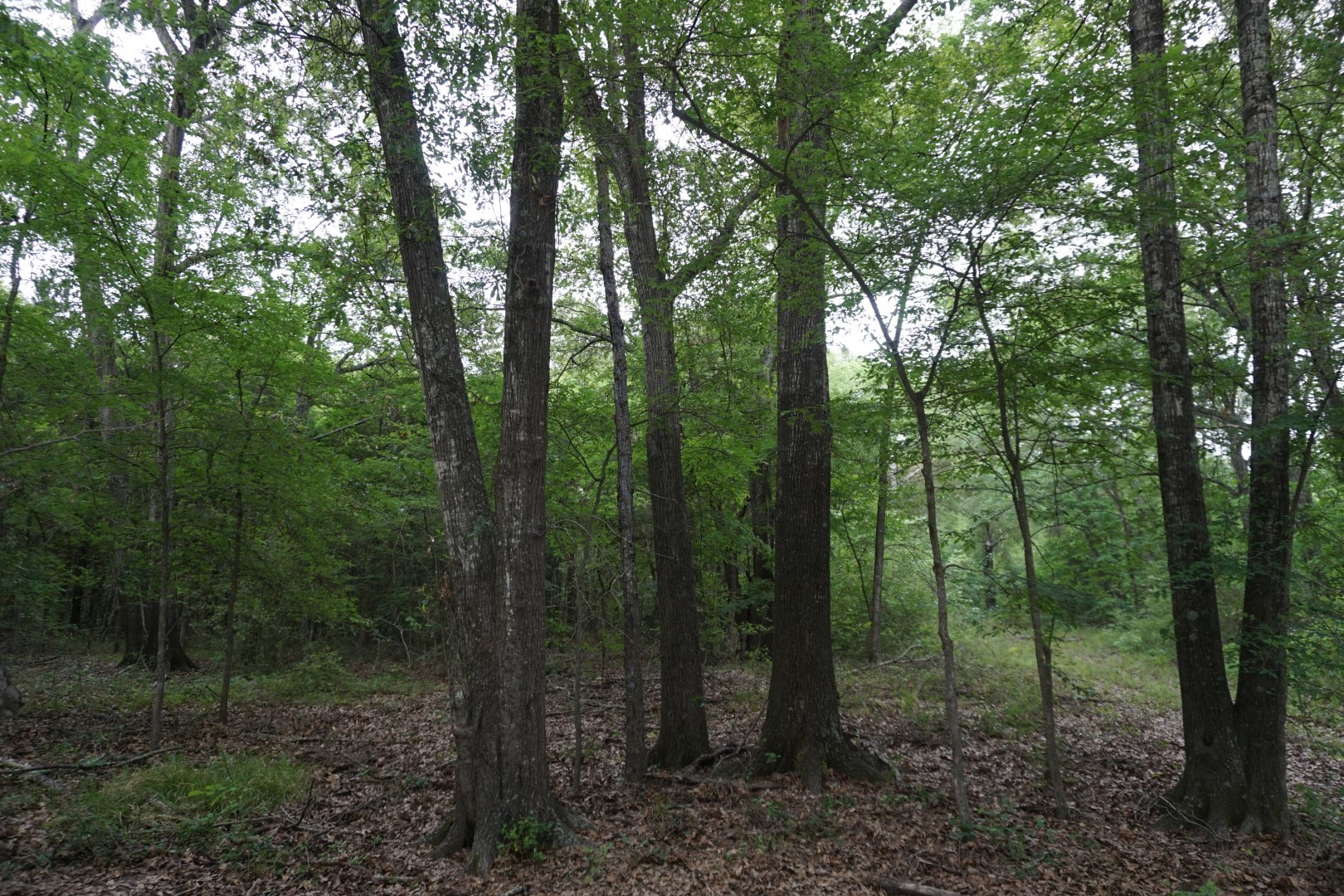 Tbd County Road 1200 Malakoff TX 75148