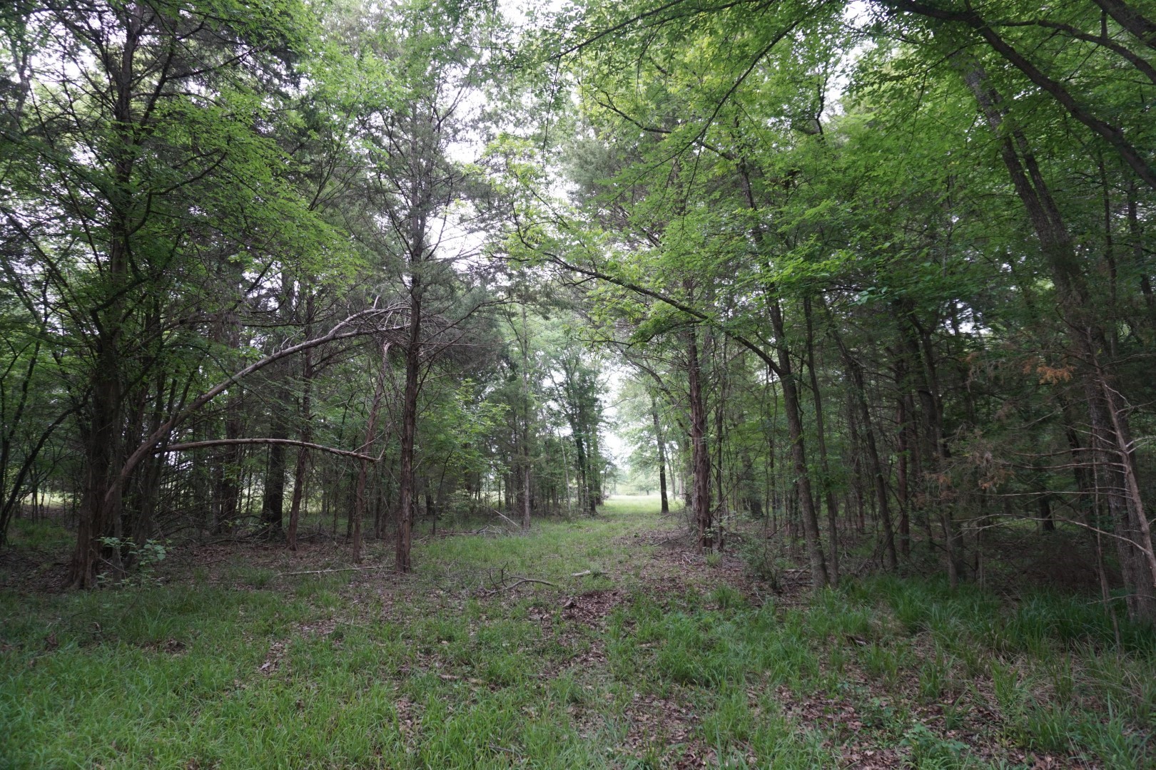 Tbd County Road 1200 Malakoff TX 75148