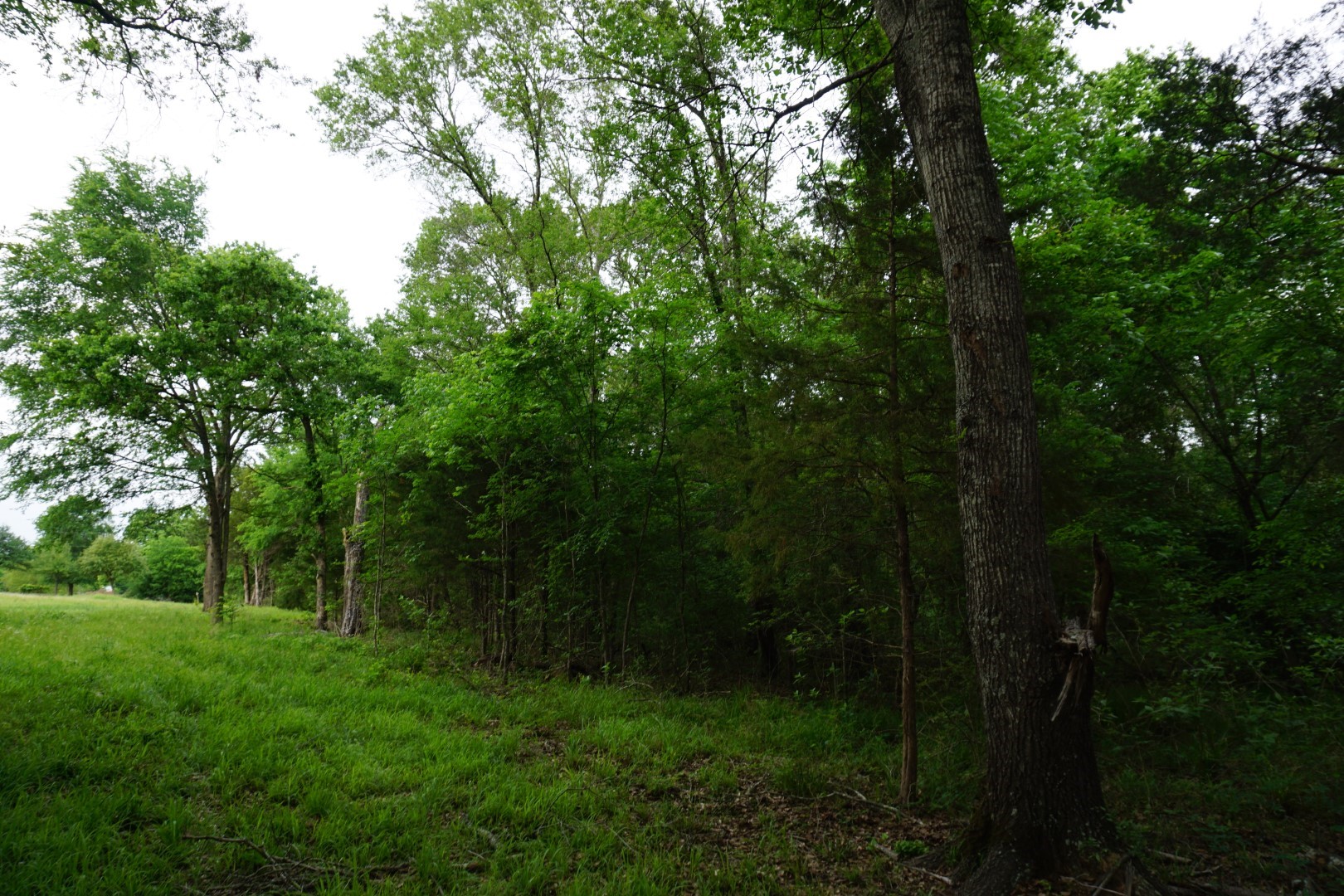 Tbd County Road 1200 Malakoff TX 75148
