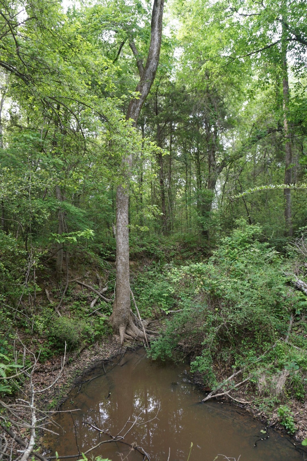 Tbd County Road 1200 Malakoff TX 75148