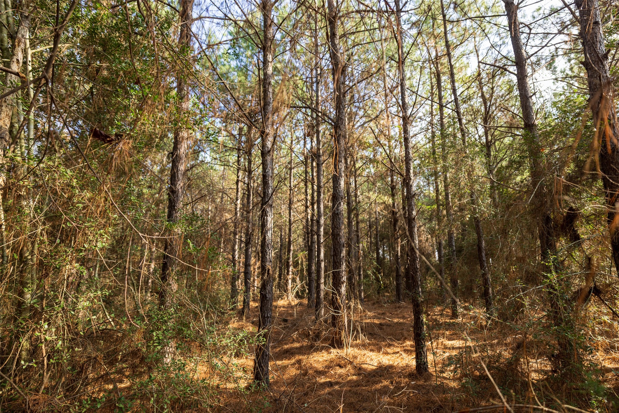 00 County Road 1247 Center TX 75935