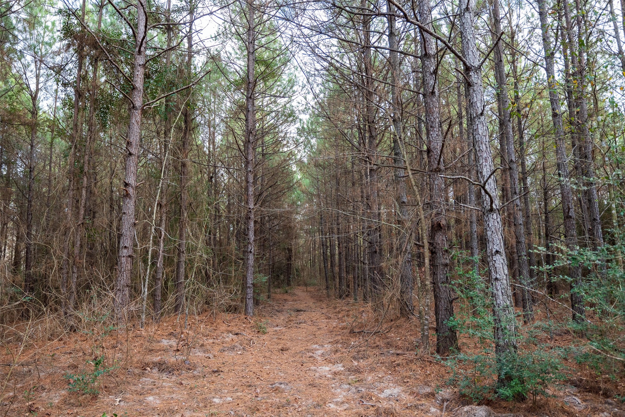 00 County Road 1247 Center TX 75935