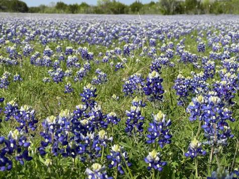 Tbd County Road 96 Purmela TX 76566