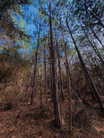 TBD (Lot 59) County Road 1060 Center TX 75935