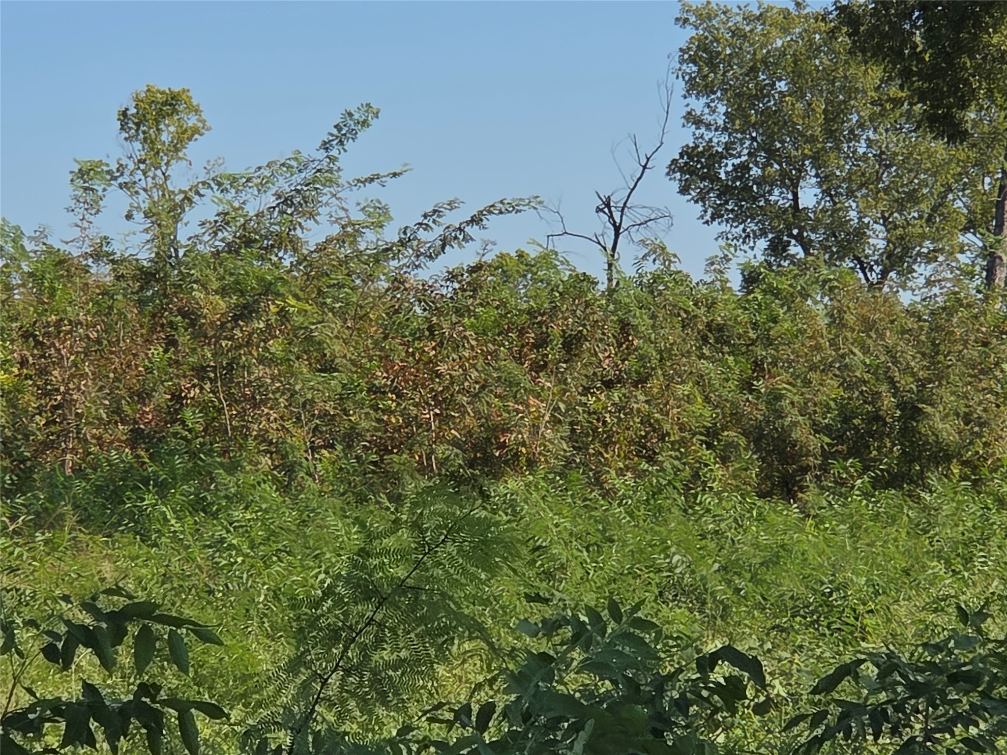 Lot 7 With Bs #15 Vista Pointe Drive Kerens TX 75109