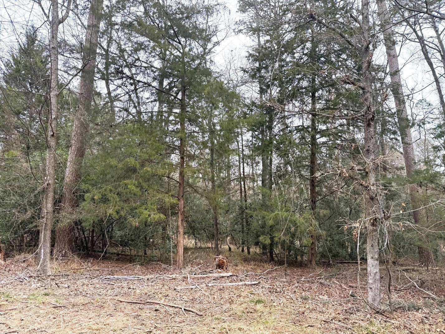 Lots 316 & 317 Brazos Bend Holly Lake Ranch TX 75765