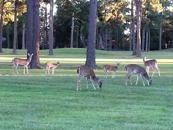 Lots 316 & 317 Brazos Bend Holly Lake Ranch TX 75765