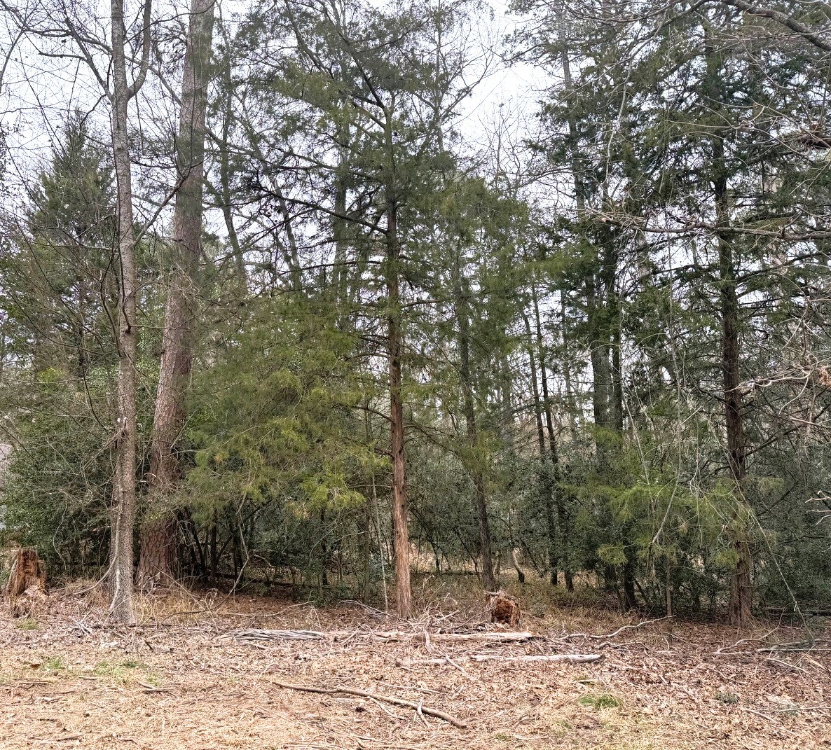 Lots 316 & 317 Brazos Bend Holly Lake Ranch TX 75765