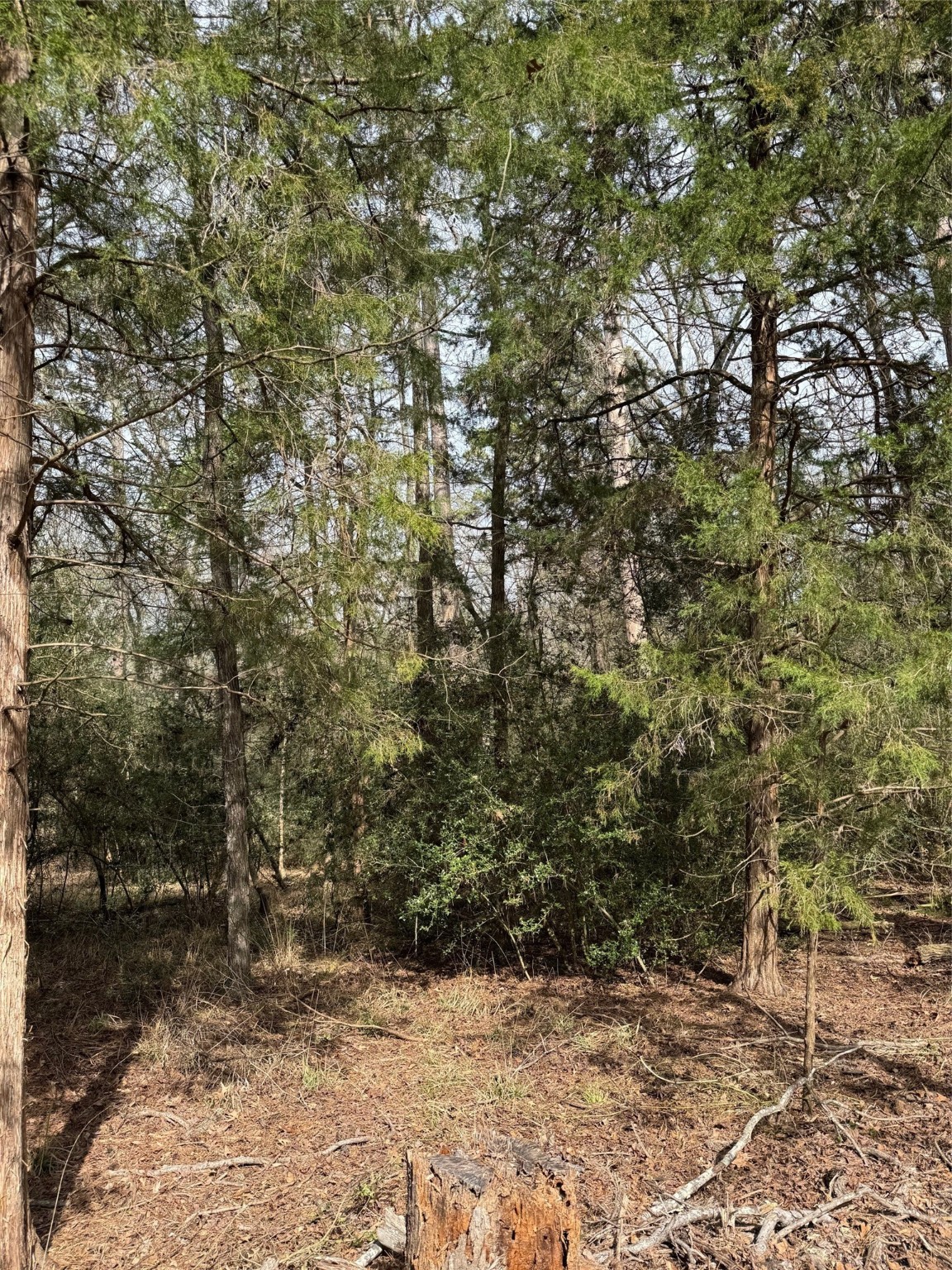 Lots 316 & 317 Brazos Bend Holly Lake Ranch TX 75765