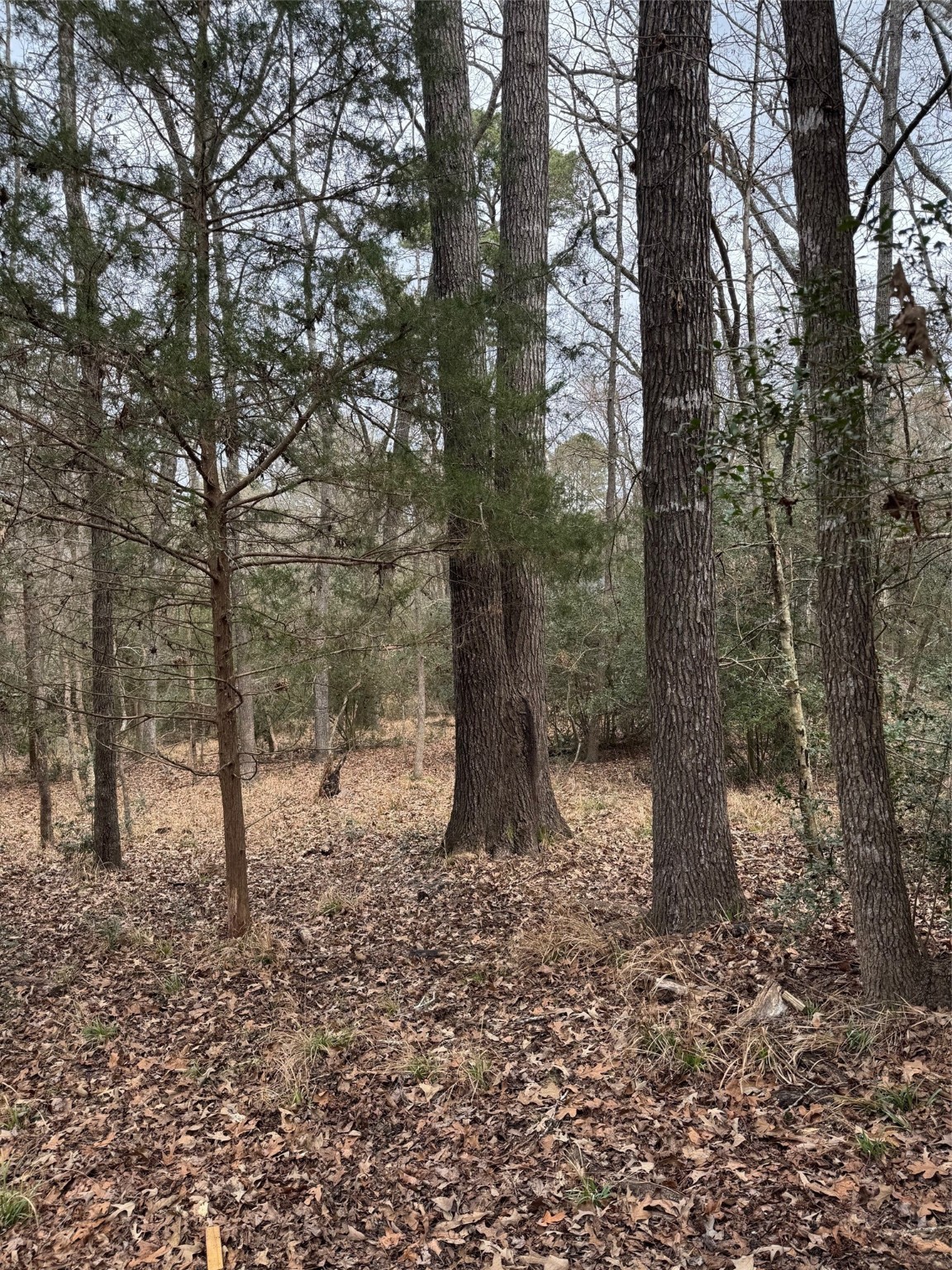 Lots 316 & 317 Brazos Bend Holly Lake Ranch TX 75765