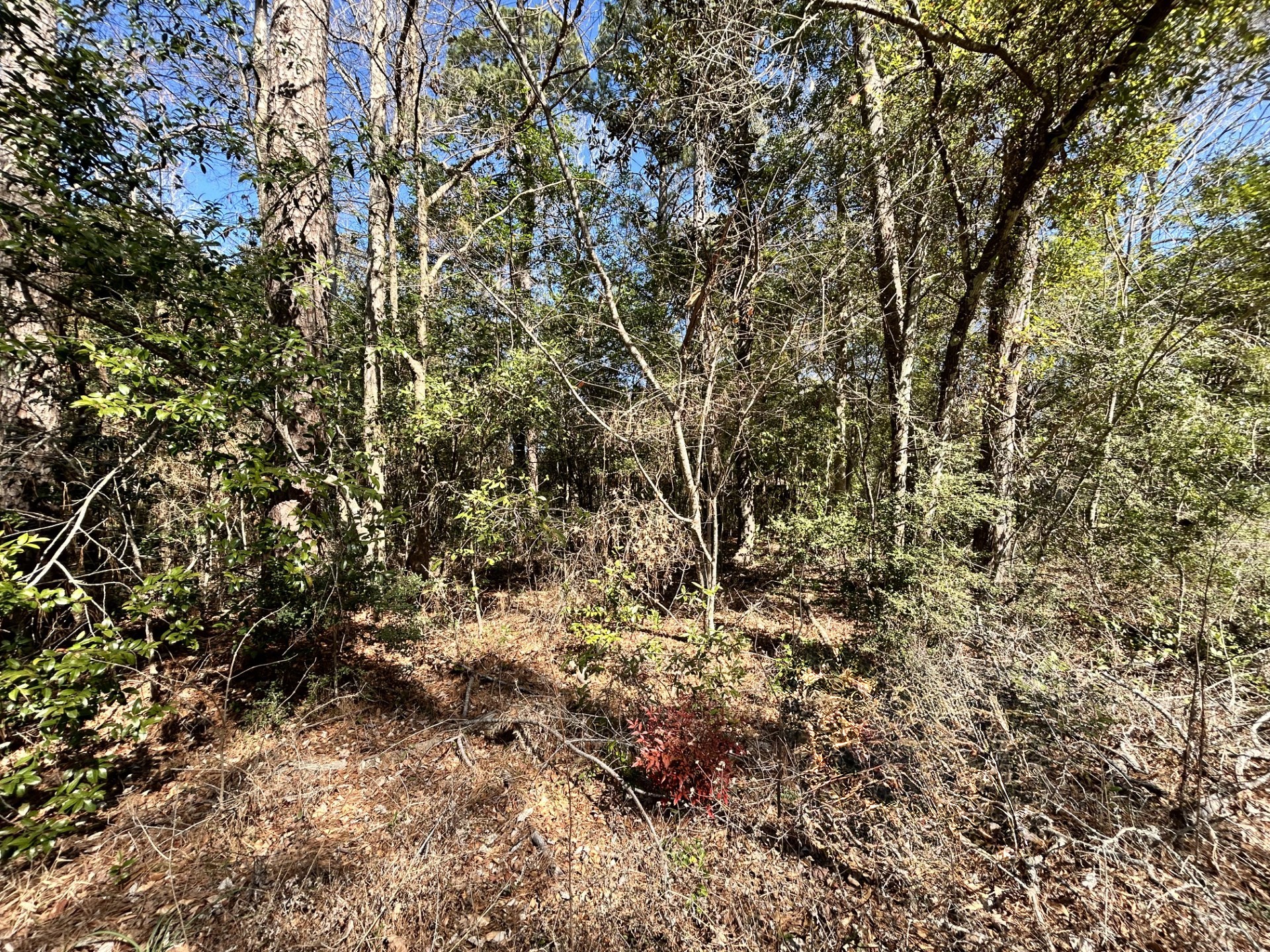 Lot 26 Buckingham Drive Woodville TX 75979
