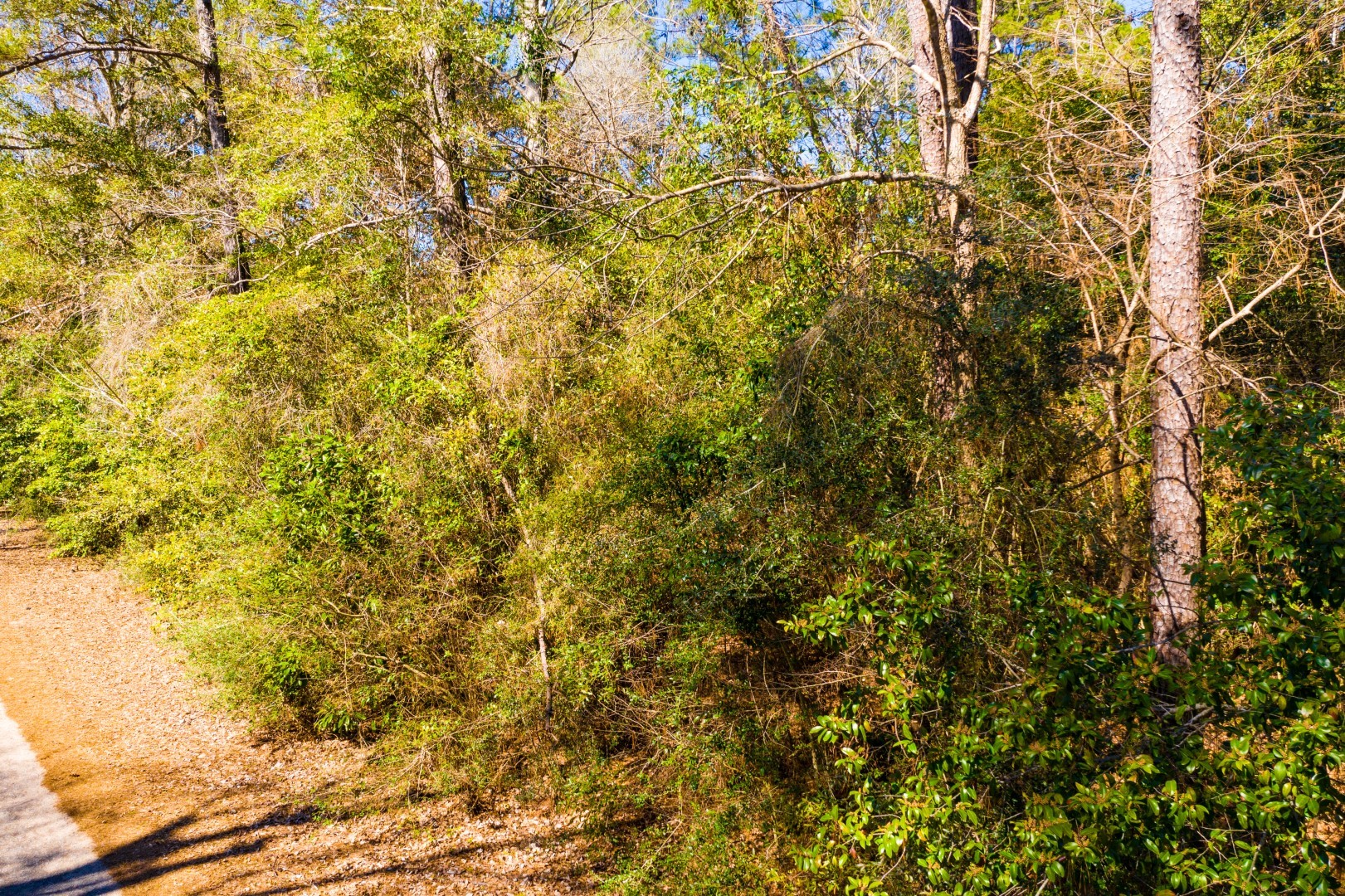 Lot 26 Buckingham Drive Woodville TX 75979