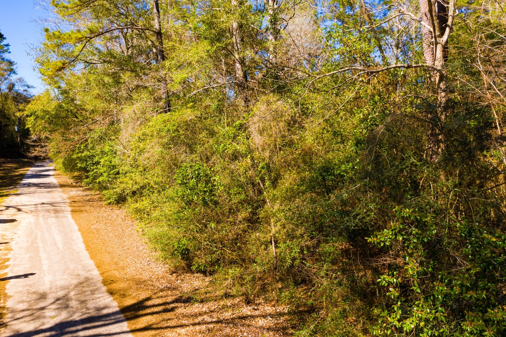 Lot 26 Buckingham Drive Woodville TX 75979