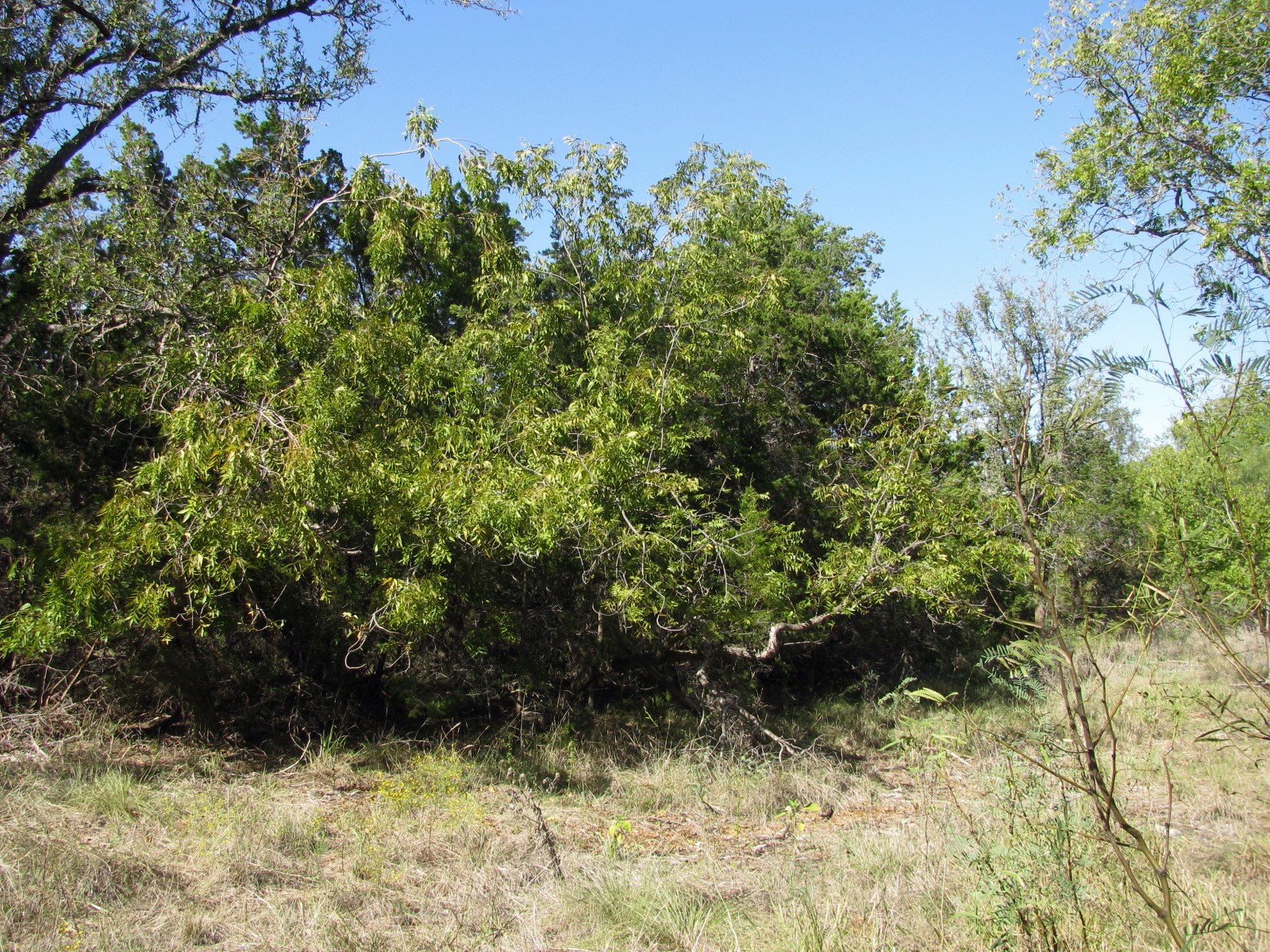 Tbd Pr 42112 Evant TX 76525