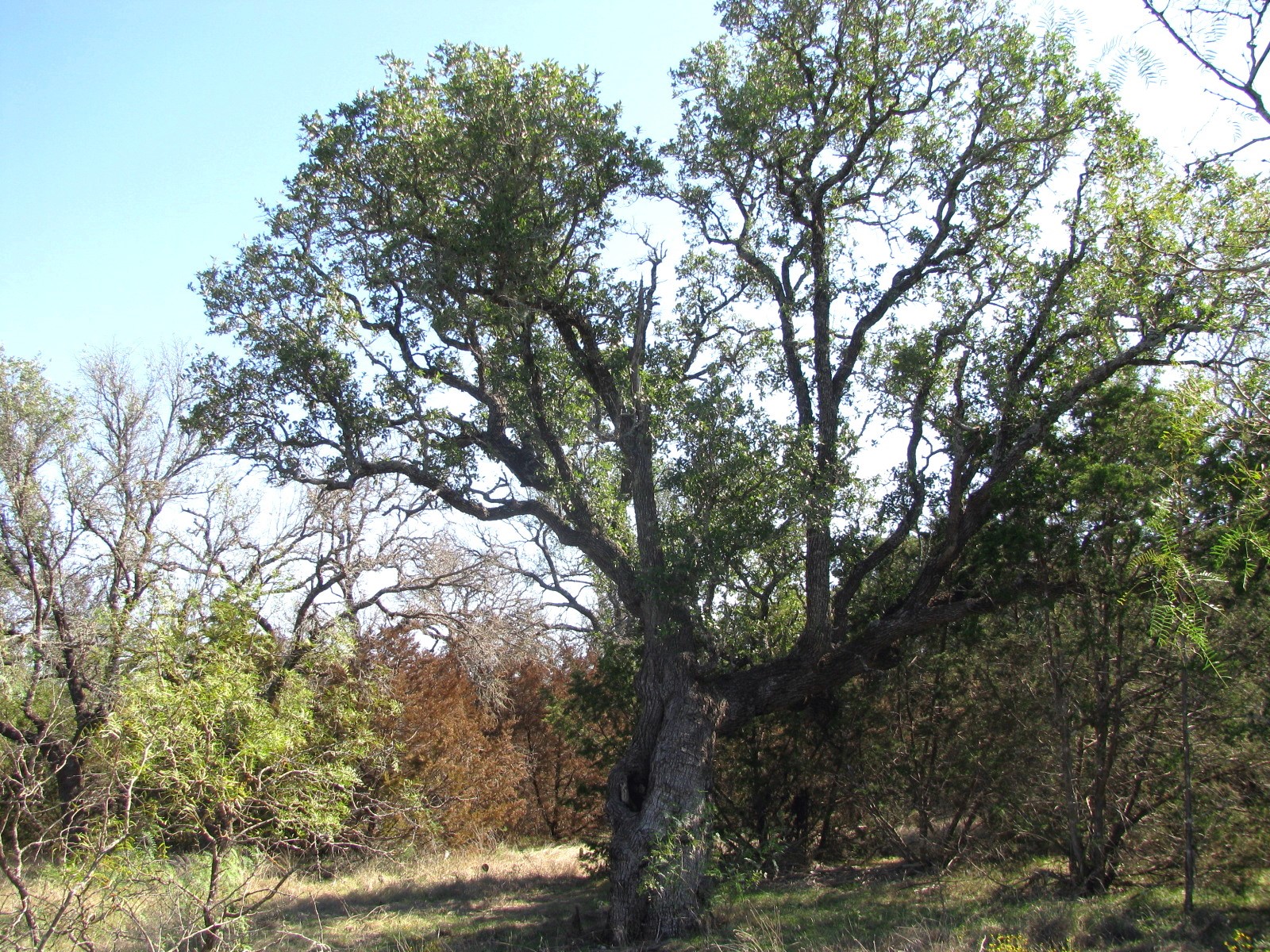 Tbd Pr 42112 Evant TX 76525