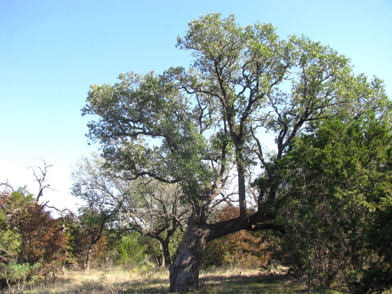 Tbd Pr 42112 Evant TX 76525