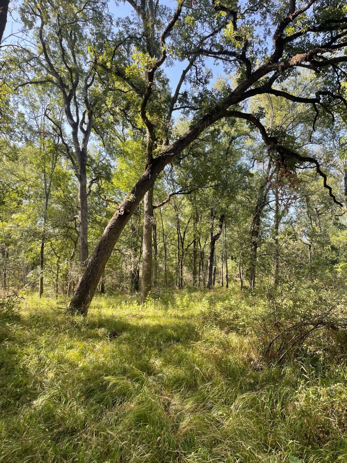 00 Tbd 828 Lcr 828 Groesbeck TX 76642