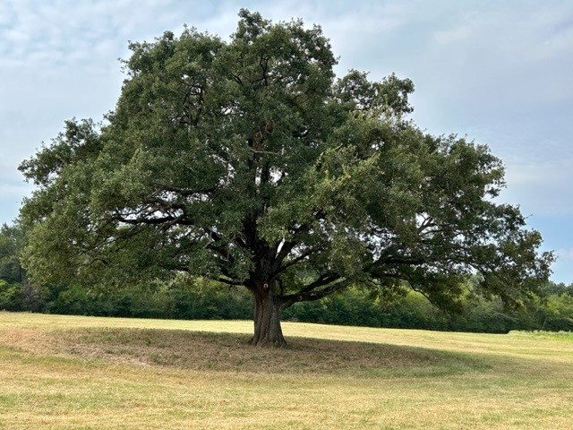 Tbd Cr 1148 Cumby TX 75433