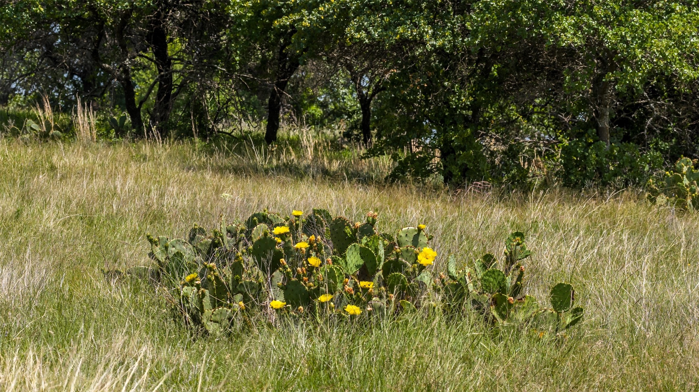 Tbd County Road 126 Gordon TX 76453