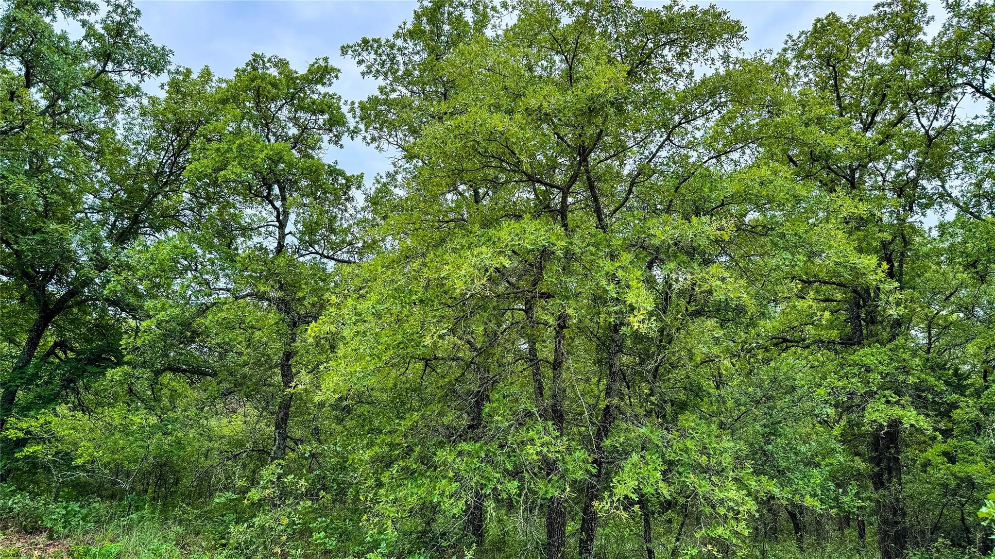 143 Briarwood Trail Nocona TX 76255