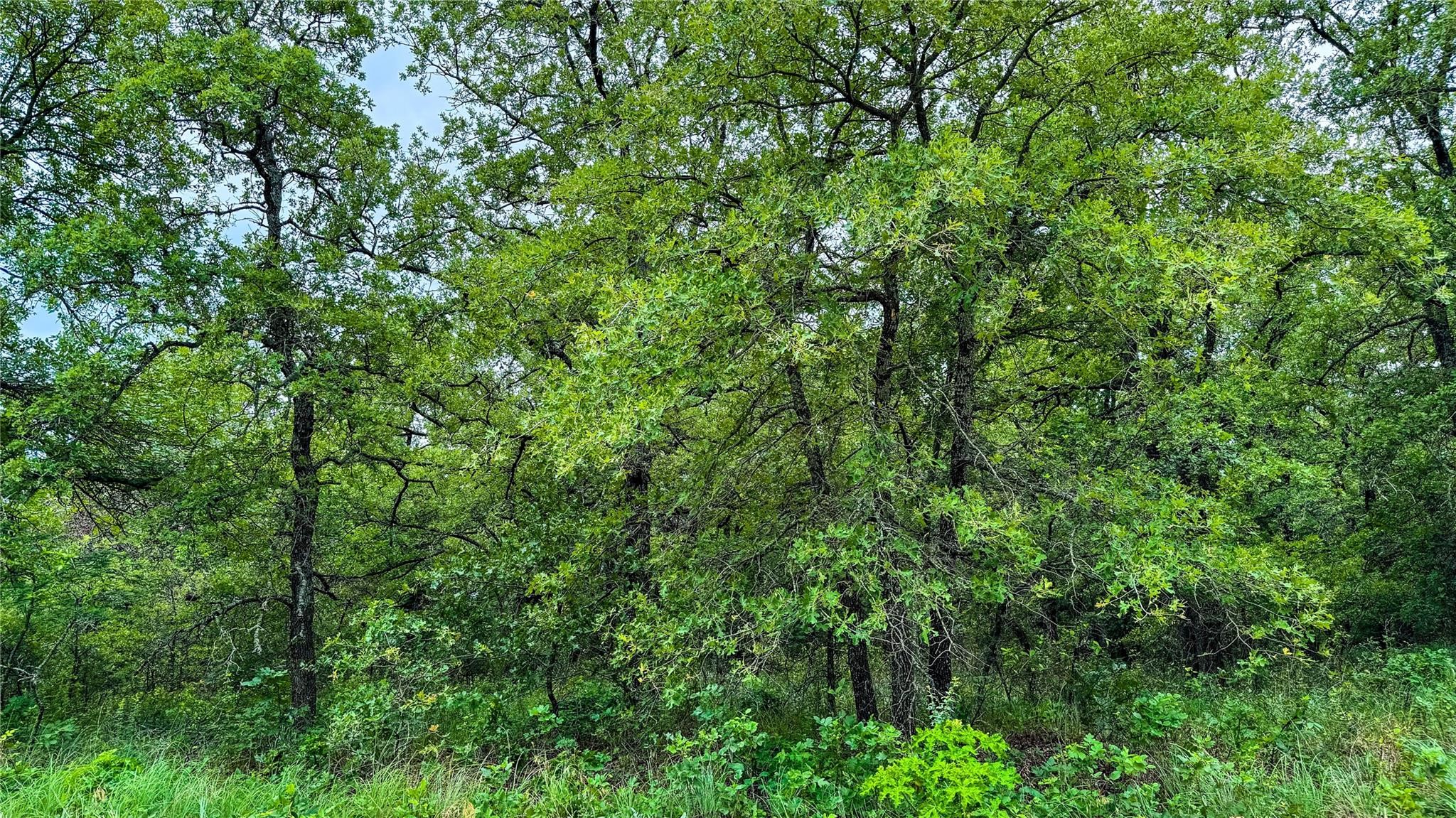 143 Briarwood Trail Nocona TX 76255