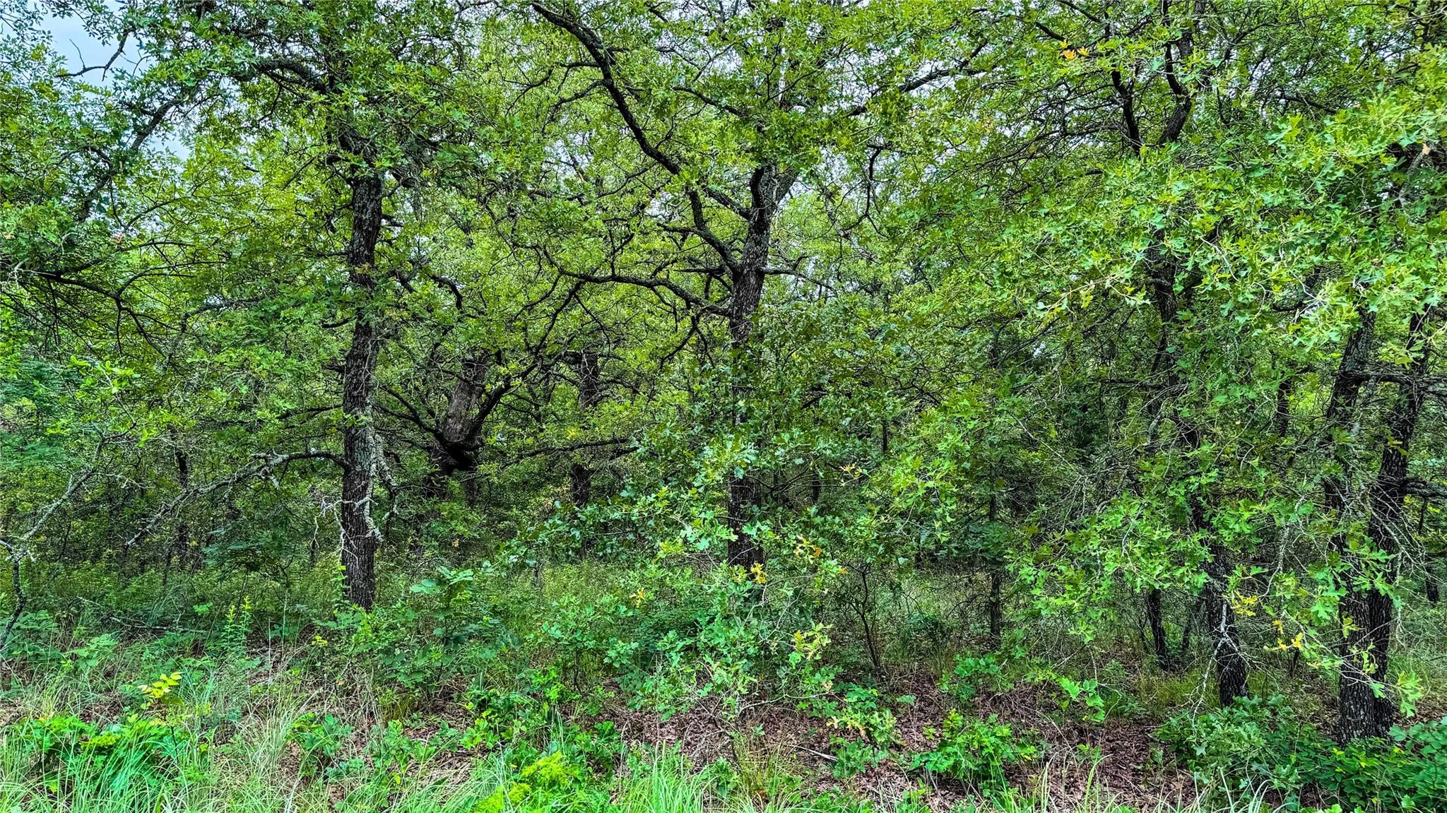 143 Briarwood Trail Nocona TX 76255