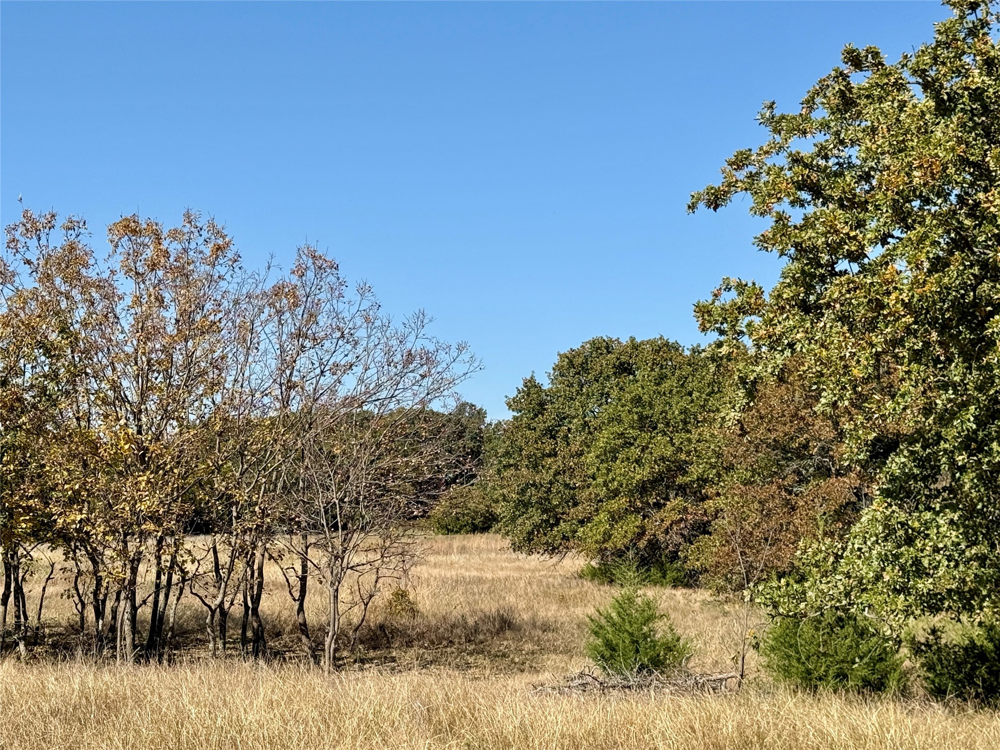 Tbd Big Tree Road Montague TX 76251