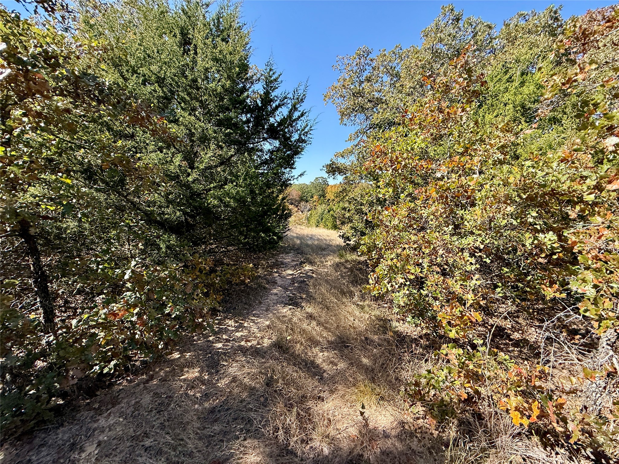 Tbd Big Tree Road Montague TX 76251
