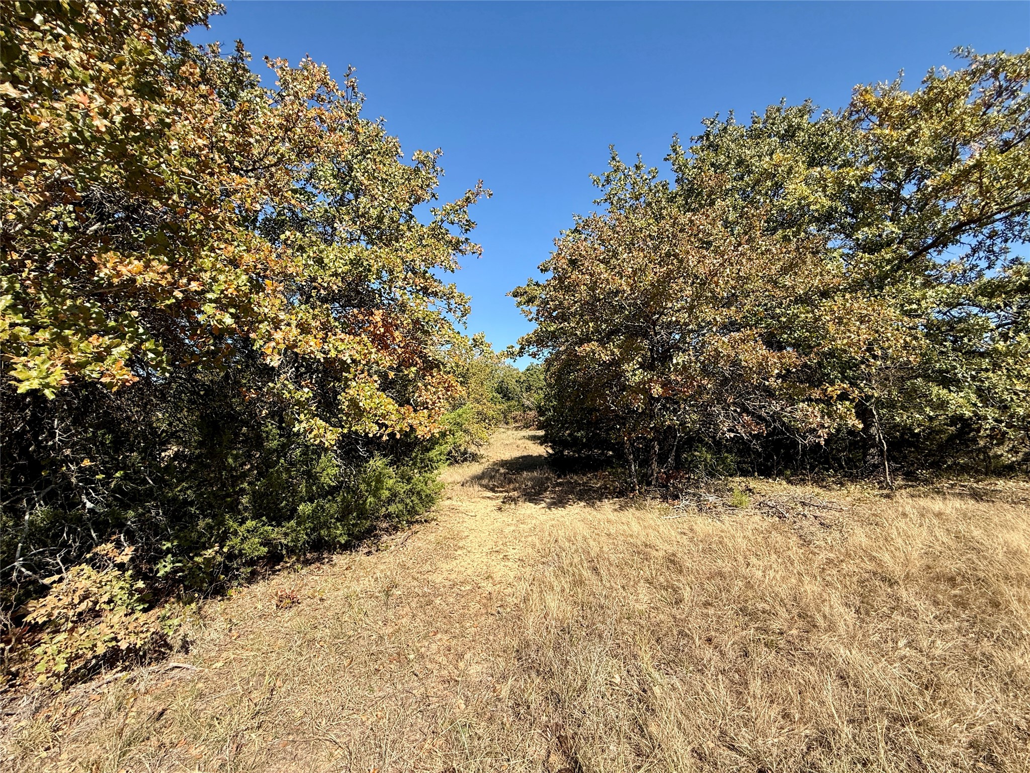 Tbd Big Tree Road Montague TX 76251