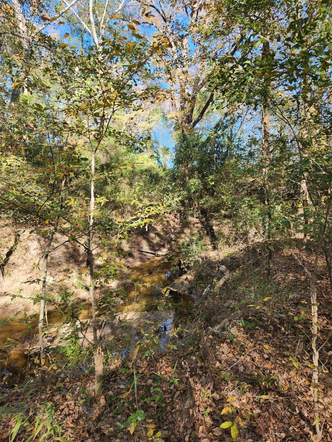 6419 Locust Street Murchison TX 75778