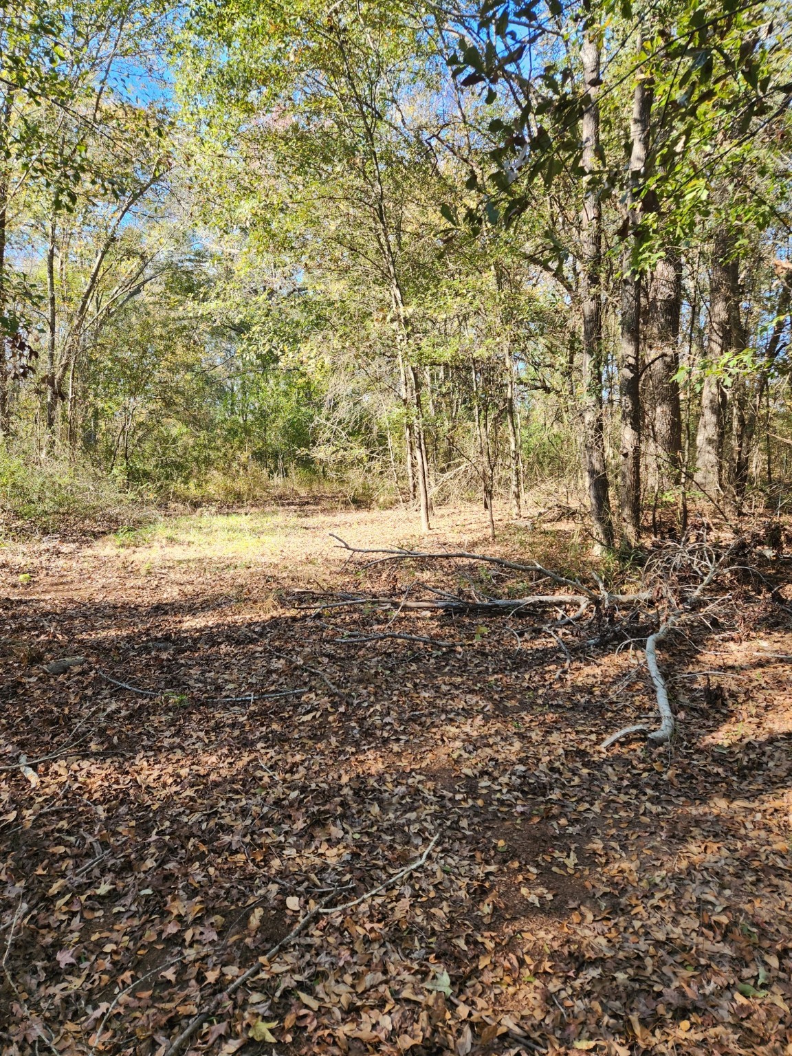 6419 Locust Street Murchison TX 75778