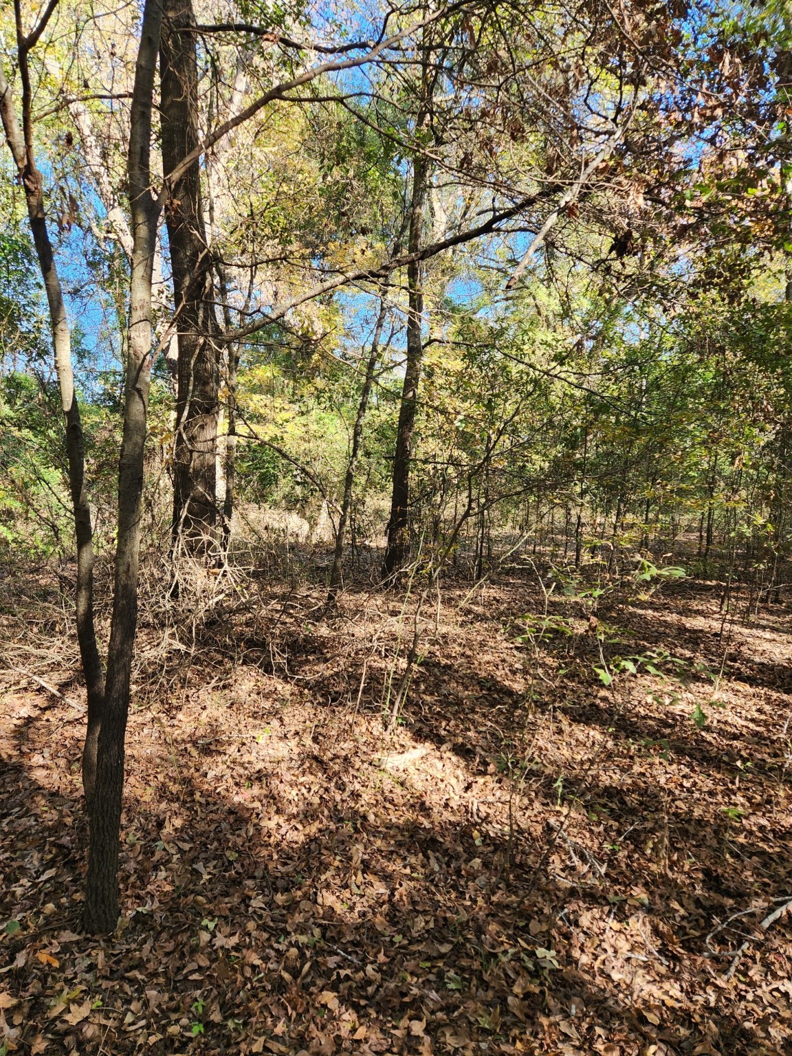 6419 Locust Street Murchison TX 75778