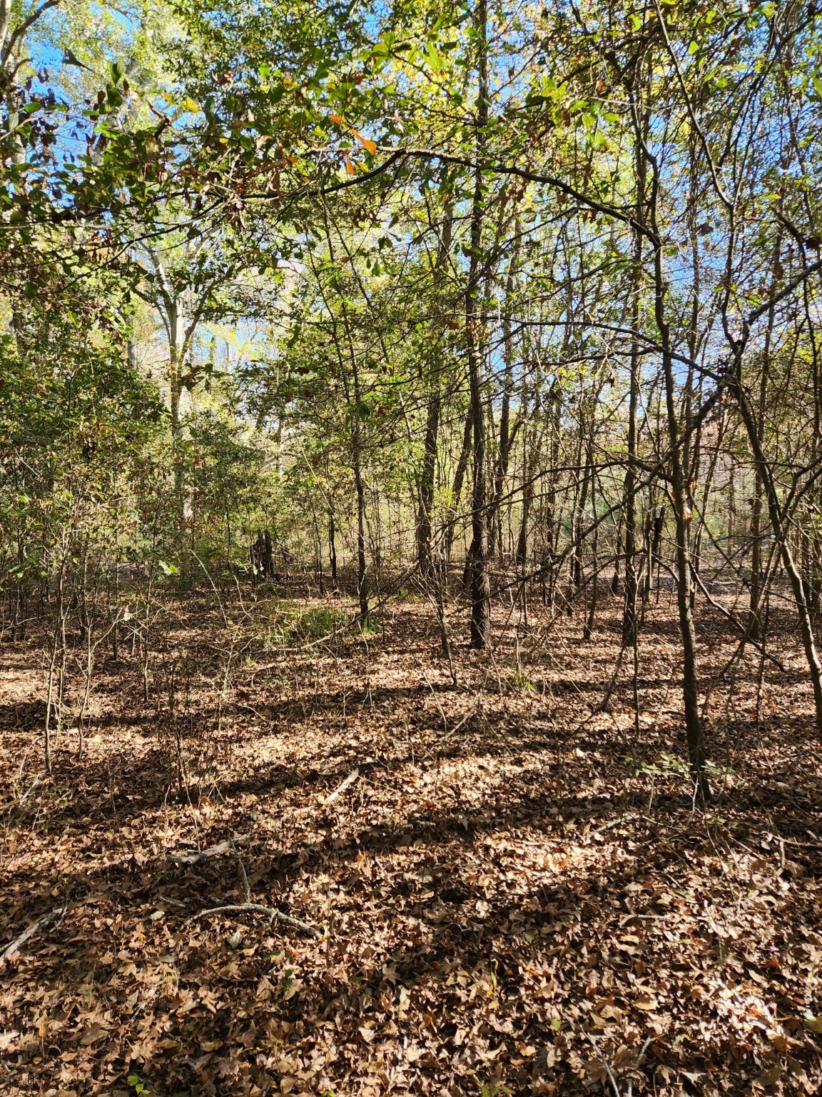 6419 Locust Street Murchison TX 75778