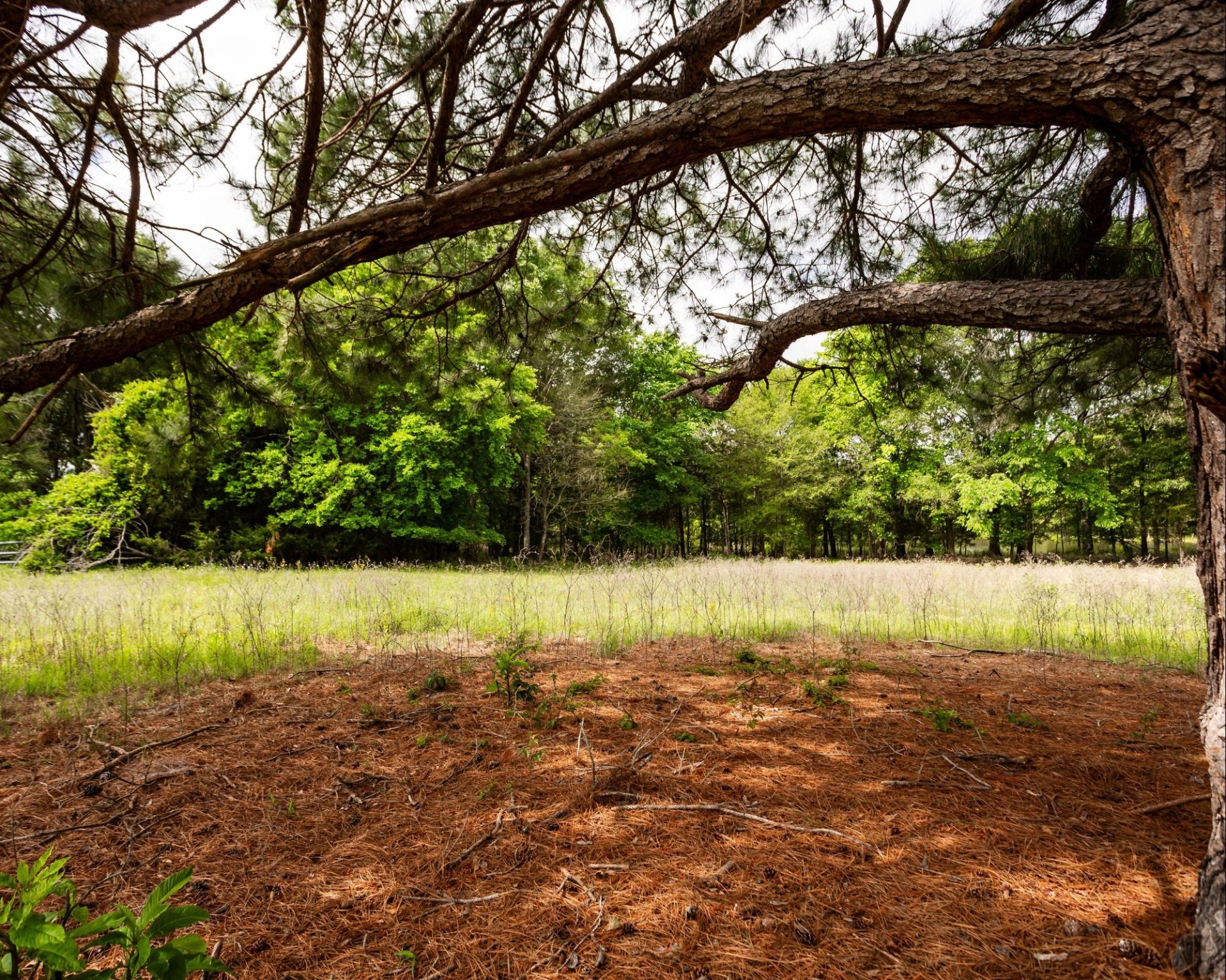 540 Vz County Road 2916 Eustace TX 75124