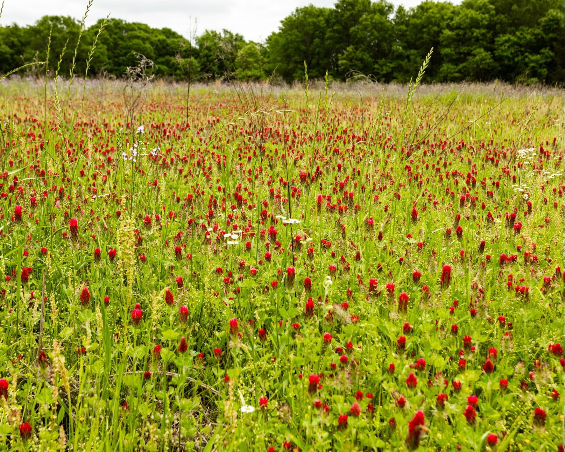 540 Vz County Road 2916 Eustace TX 75124