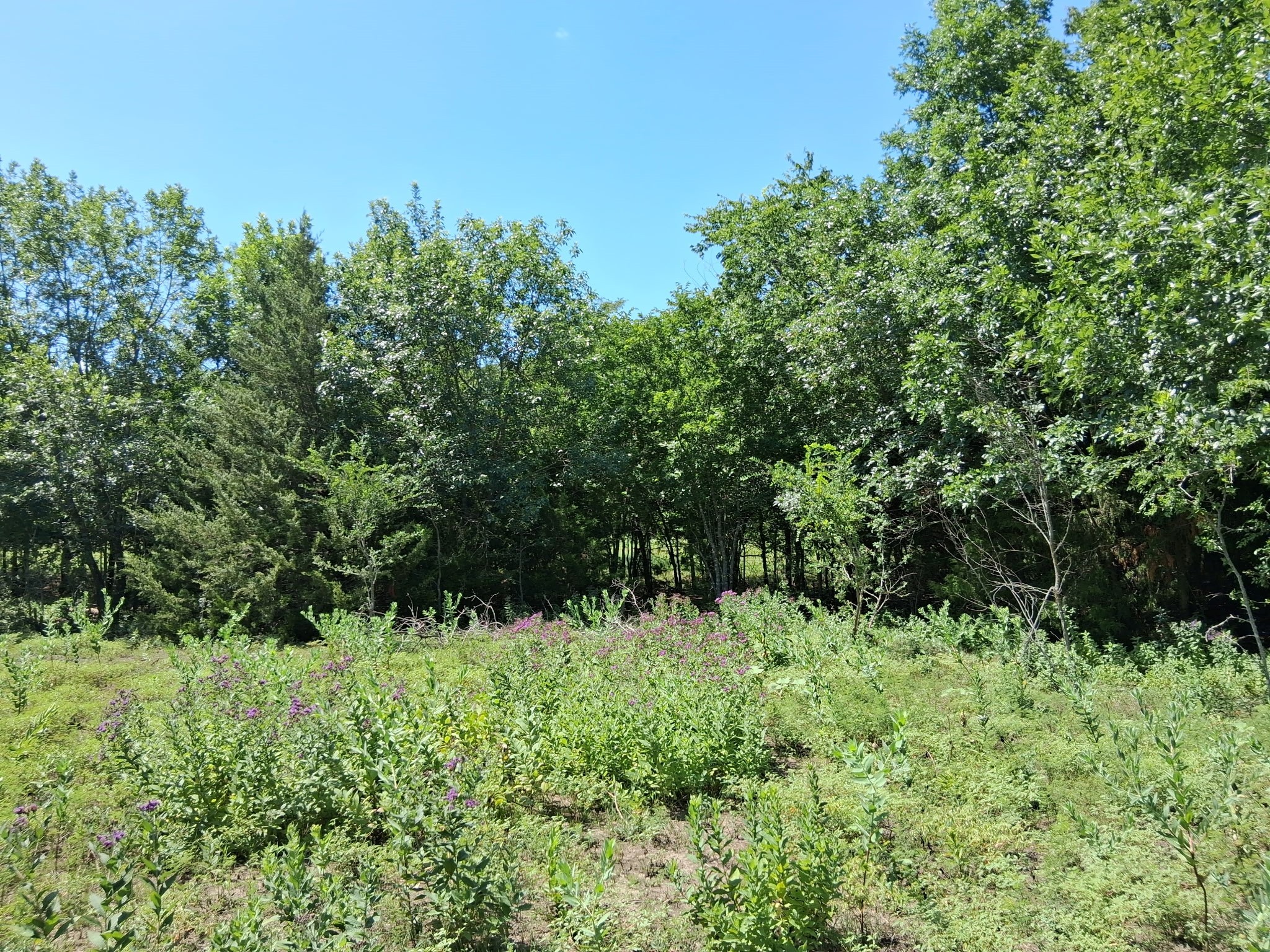 241 Texas Drive Palmer TX 75152