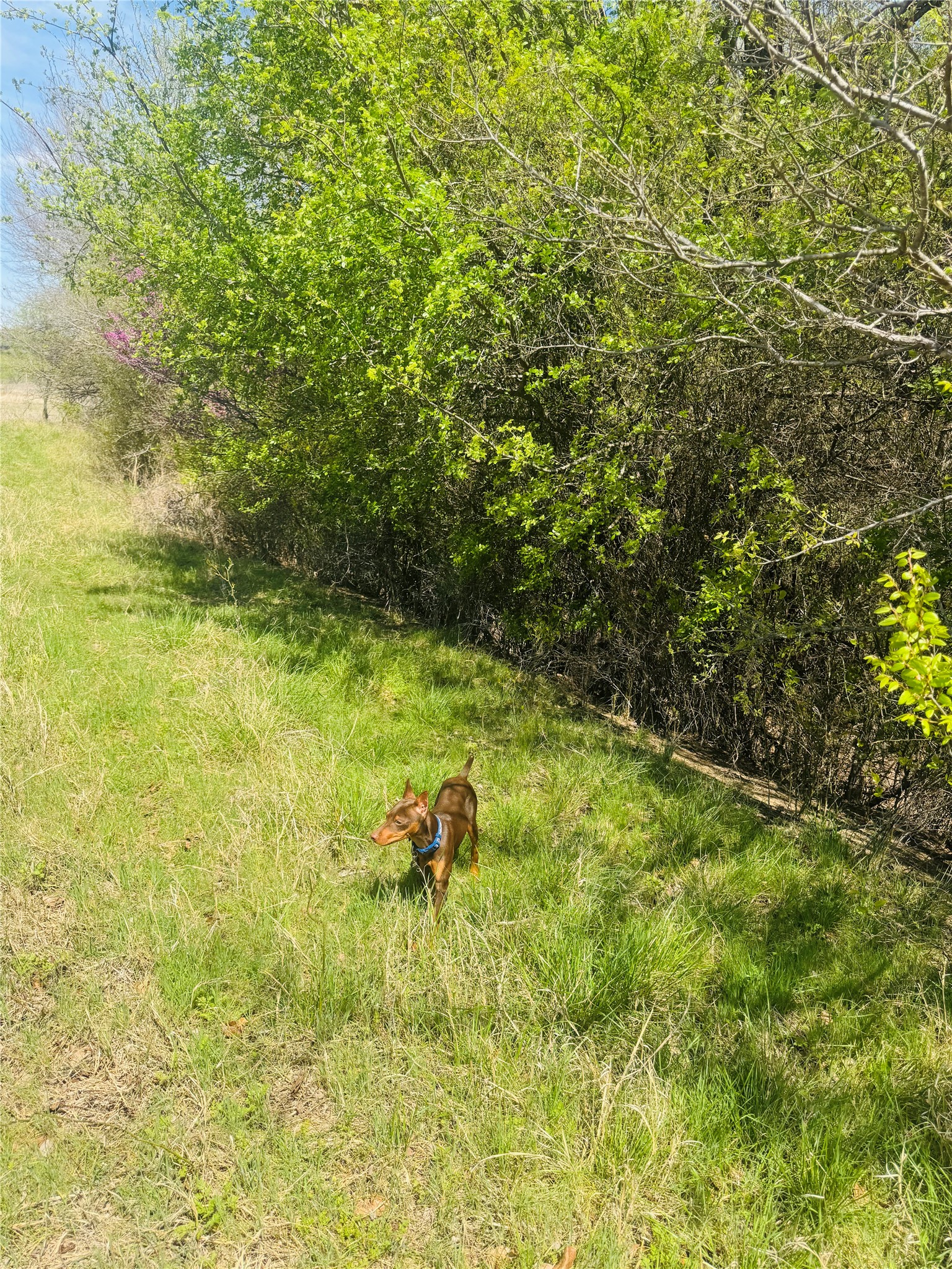Tbd Georgia Pass Desdemona TX 76445