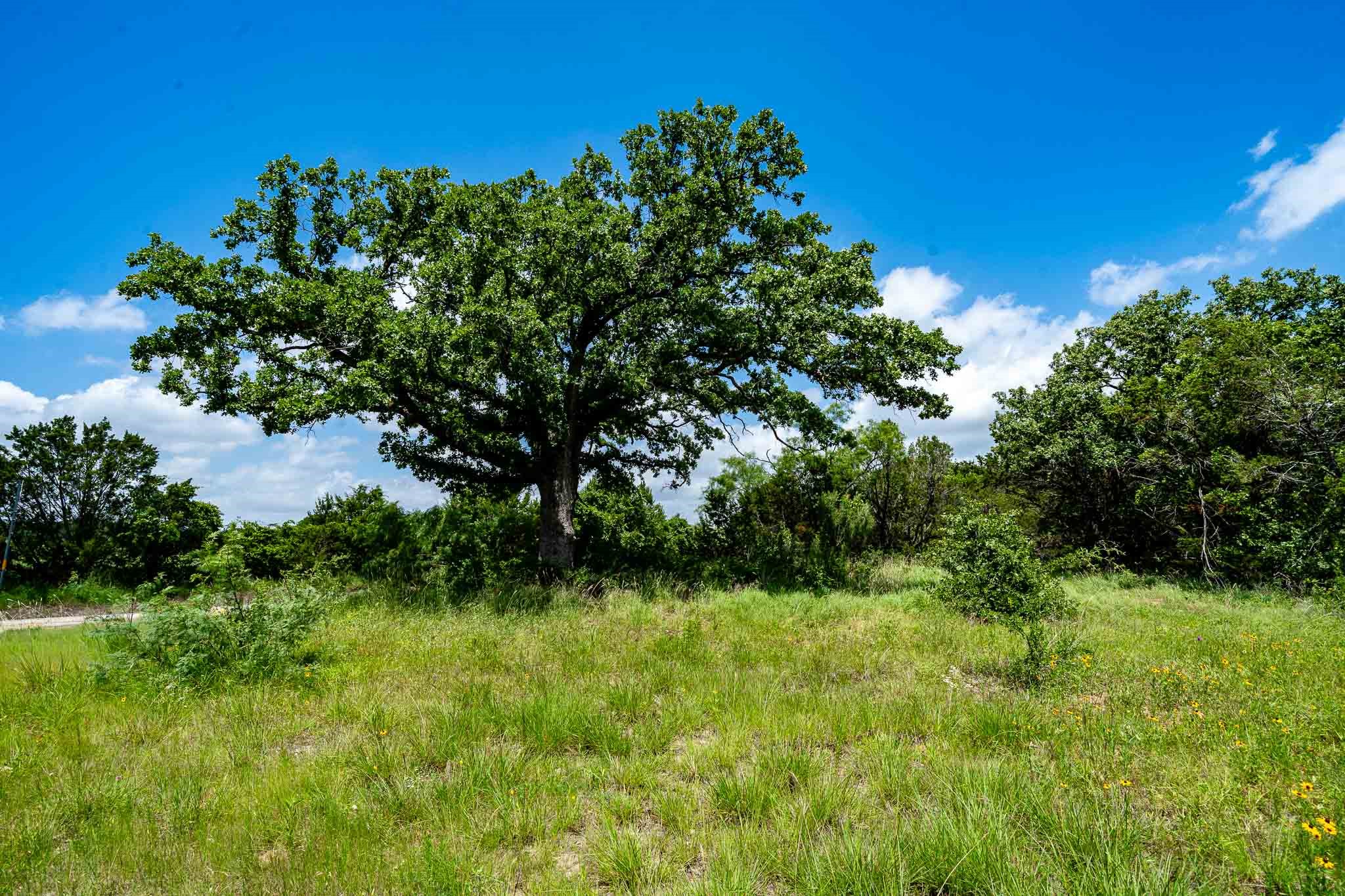 Tbd Fm 203 Glen Rose TX 76043