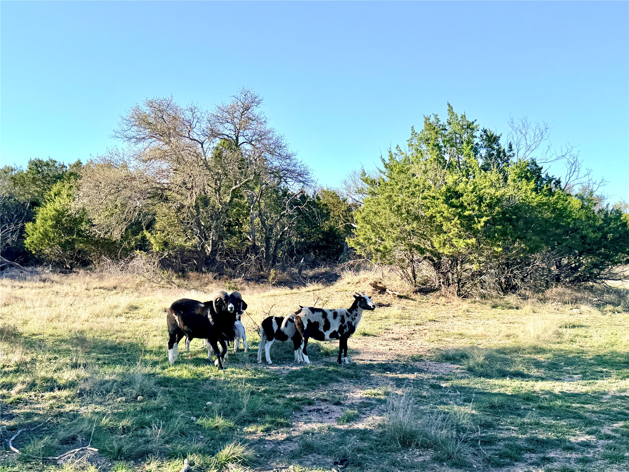 65 County Road 406 Goldthwaite TX 76844