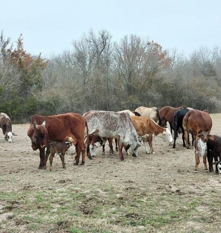 Tbd #16 Out Of 13345 Briar Road Azle TX 76020
